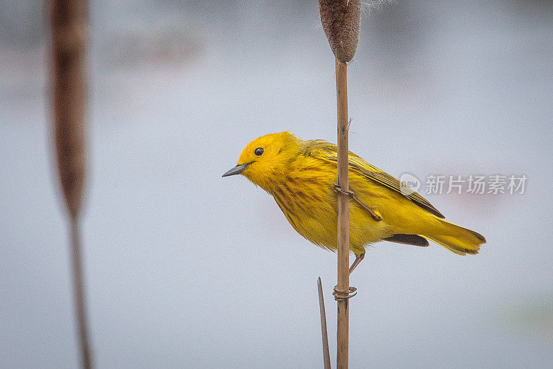 黄莺(Setophaga petechia)。黄色的莺。